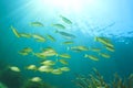 Fish school Mediterranean Sea Royalty Free Stock Photo