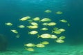Fish school Mediterranean Sea Royalty Free Stock Photo