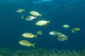 Fish school Mediterranean Sea Royalty Free Stock Photo