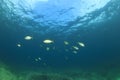Fish school Mediterranean Sea Royalty Free Stock Photo