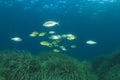 Fish school Mediterranean Sea Royalty Free Stock Photo