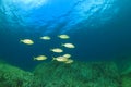 Fish school Mediterranean Sea Royalty Free Stock Photo