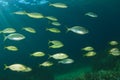 Fish school Mediterranean Sea Royalty Free Stock Photo