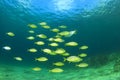 Fish school Mediterranean Sea Royalty Free Stock Photo