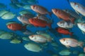 Fish school Royalty Free Stock Photo