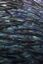 Fish school shoal in blue ocean Royalty Free Stock Photo