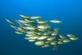 Fish school Royalty Free Stock Photo