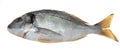 Fish sea bass closeup on a white background. Mediterranean delicious fresh fish. Royalty Free Stock Photo
