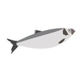 Fish sea herring. Animals of the ocean Royalty Free Stock Photo