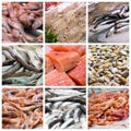 Fish and seafood collage Royalty Free Stock Photo