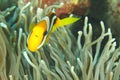 Fish - Sebae anemonefish