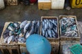 A fish sellers in the jimbaran bali fish market. He sells various types of fresh fish that have just been caught