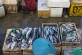 A fish sellers in the jimbaran bali fish market. He sells various types of fresh fish that have just been caught