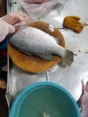 The fish sellers in the market are dividing the fish to sell to their customers.