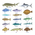 Fish set. Collection of the aquatic fauna Royalty Free Stock Photo