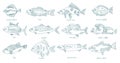 Fish set. Different types. Collection of marine animals. Hand-drawn vector contour line. Open paths. Editable stroke.