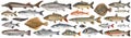 Fish set isolated. Collection fresh raw fish. Sea and freshwater fish Royalty Free Stock Photo