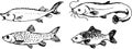 Fish set. Vector illustration