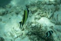 Fish shoal of colorful Pacific double saddle butterflyfish, Chaetodon ulietensis, underwater