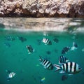 Fish shoal in the tropical ocean and rocks splitted by waterline