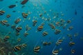 Fish shoal underwater in blue water