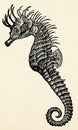 The fish - Short-snouted seahorse (Hippocampus hippocampus).