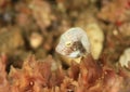 Fish - Shortnose boxfish - juvenile Royalty Free Stock Photo