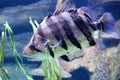 Fish Siamese tigerfish