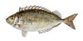 Fish siganus rivulatus isolated on white background, Dusky Spinefoot