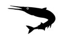 Fish silhouette Garfish or Beakfish or Needlefishin motion jumps out of the water. Royalty Free Stock Photo