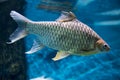 Fish silver bream, Blicca bjoerkna, against the blue of the river bottom algae of the rocks. Marine life, river fish