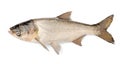 Fish Silver Carp, Hypophthalmichthys Molitrix