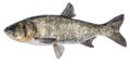 Fish silver carp. Side view bighead carp. Isolated Hypophthalmichthys