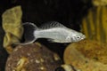 Fish Silver Molly in swimming in exotic aquarium