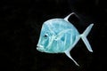 Fish Silver Moonfish,Lookdowns-Selene vomer