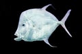 Fish Silver Moonfish,Lookdowns-Selene vomer