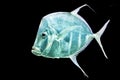 Fish Silver Moonfish,Lookdowns-Selene vomer