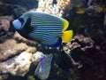 Fish Singular Bannerfish in the Aquarium Royalty Free Stock Photo