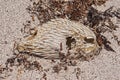 Fish Skeleton on Baja Beach Royalty Free Stock Photo