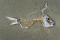 Fish skeleton on a beach, New Zealand Royalty Free Stock Photo