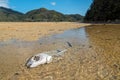 A fish skeleton at a creek in torrent bay at Abel Tasman National Park Royalty Free Stock Photo