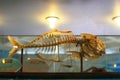 Fish skeleton