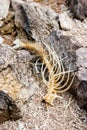 Fish skeleton on rocks