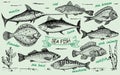 Fish sketch set. Ink sketches. Hand drawn marlin, tuna, sea bass, salmon. Vector set of saltwater sea fish for fishing