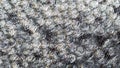 Fish skin background, silvery scales close up