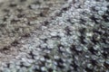 Fish skin background, silvery scales close up