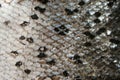 Fish skin texture