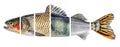 Fish slices isolated on white background. Different types of fish are collected in one whole