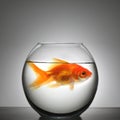 Fish in small bowl Royalty Free Stock Photo