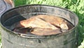 Fish Smoking Process For Home Use. Hot Smoked fhish. Close Up Smoking Process Fish In Smoking Shed For Home Use on the Royalty Free Stock Photo